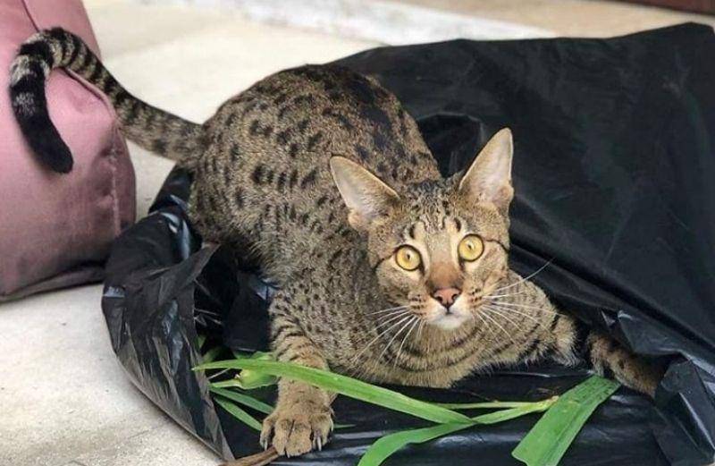 instagram.com/ akila_cat_savannahs