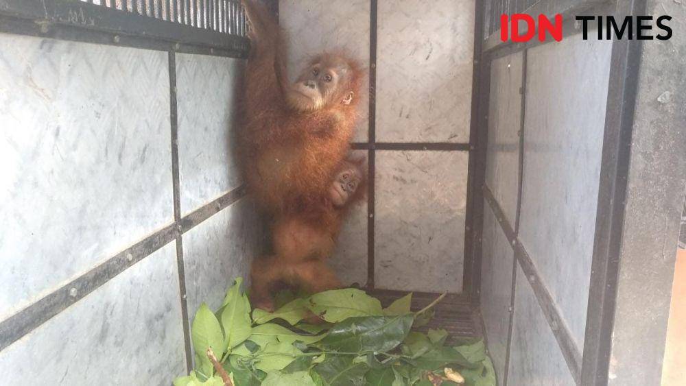 Dua bayi orangtuan saat berada di BBTNGL (IDN Times/Fadli Syahputra)