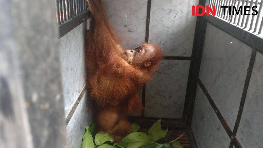 Bayi orangtuan saat berada di BBTNGL (IDN Times/Fadli Syahputra)
