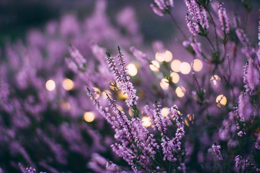 Unsplash.com/DaigaEllaby