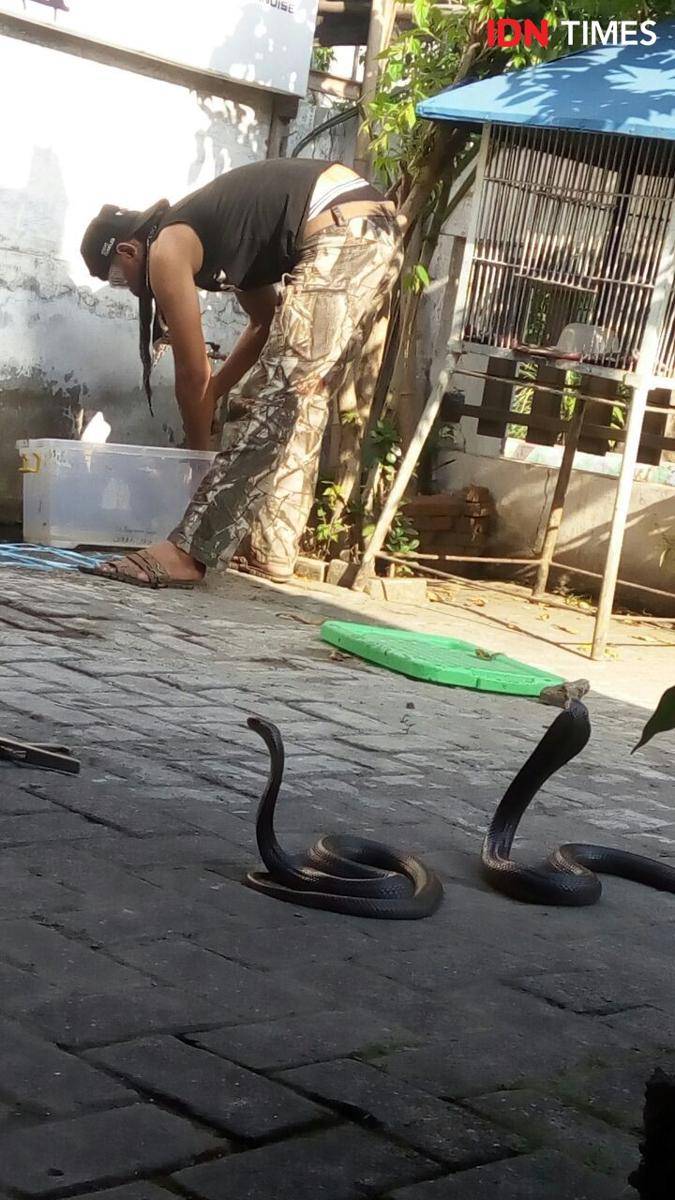 Beberapa ekor kobra berhasil diamankan dari rumah warga Semarang. Dok Semarangker
