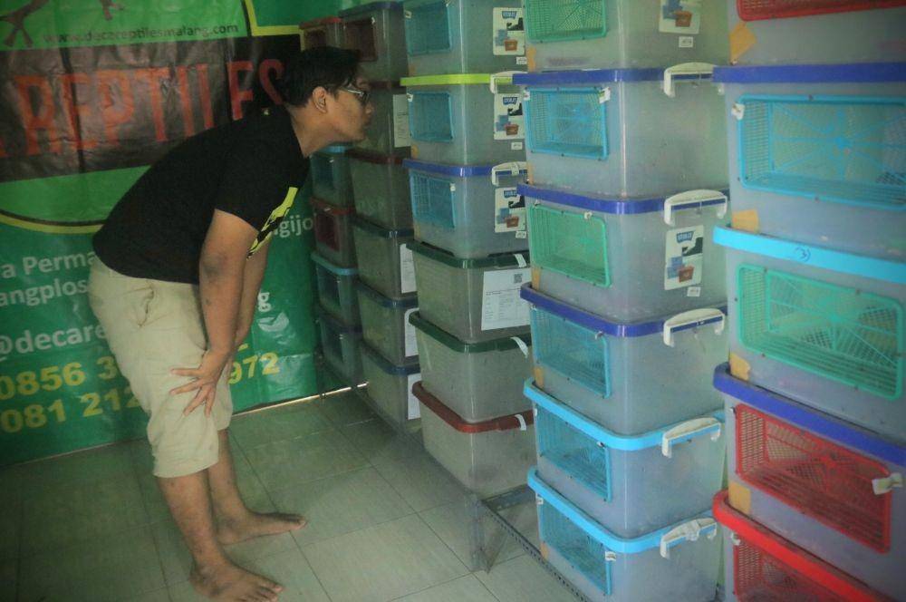 Hanya satu jenis tokek yang dikembangbiakkan oleh Deca Reptil. IDN Times/ Alfi Ramadana