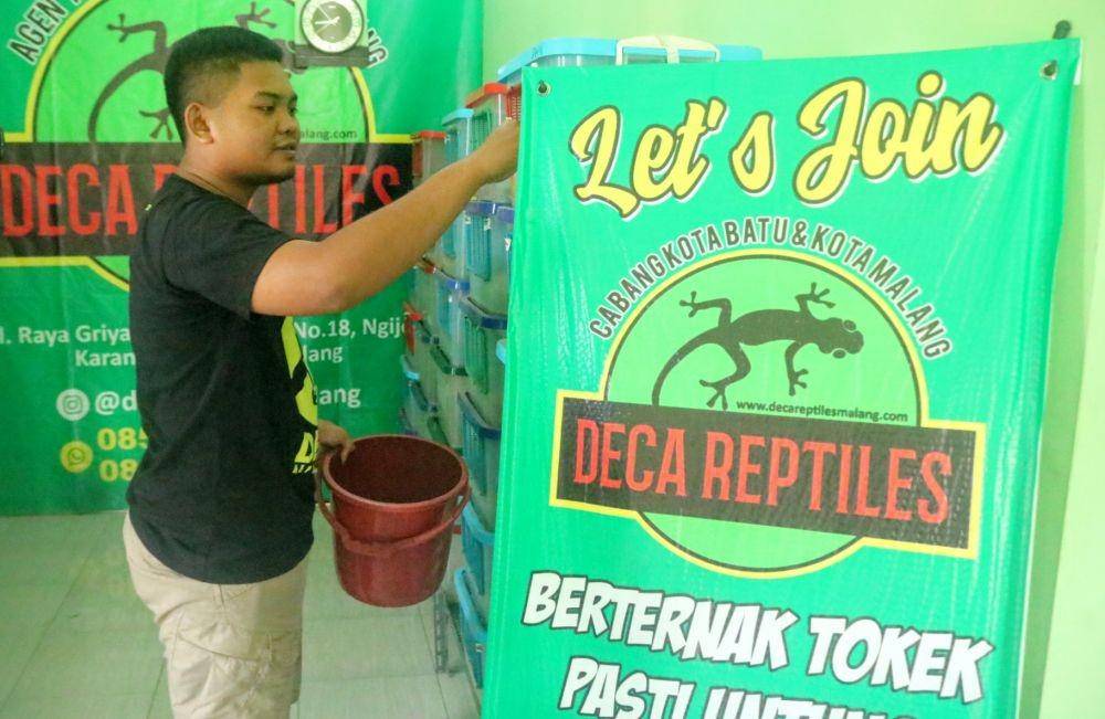 Deca Reptil membuka kesempatan kepada masyarakat yang ingin bekerjasama memelihara Toke. IDN Times/ Alfi Ramadana