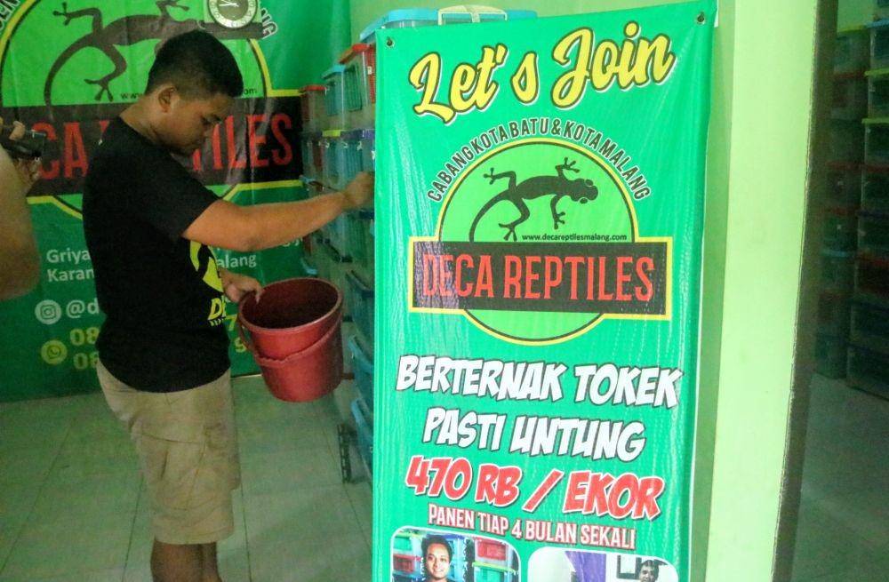 Beternak Tokek mampu menghasilkan rupiah cukup besar. IDN Times/ Alfi Ramadana