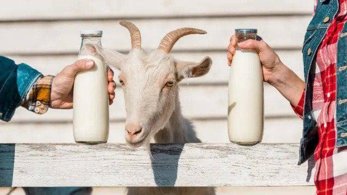 stock.adobe.com/lightfieled studio