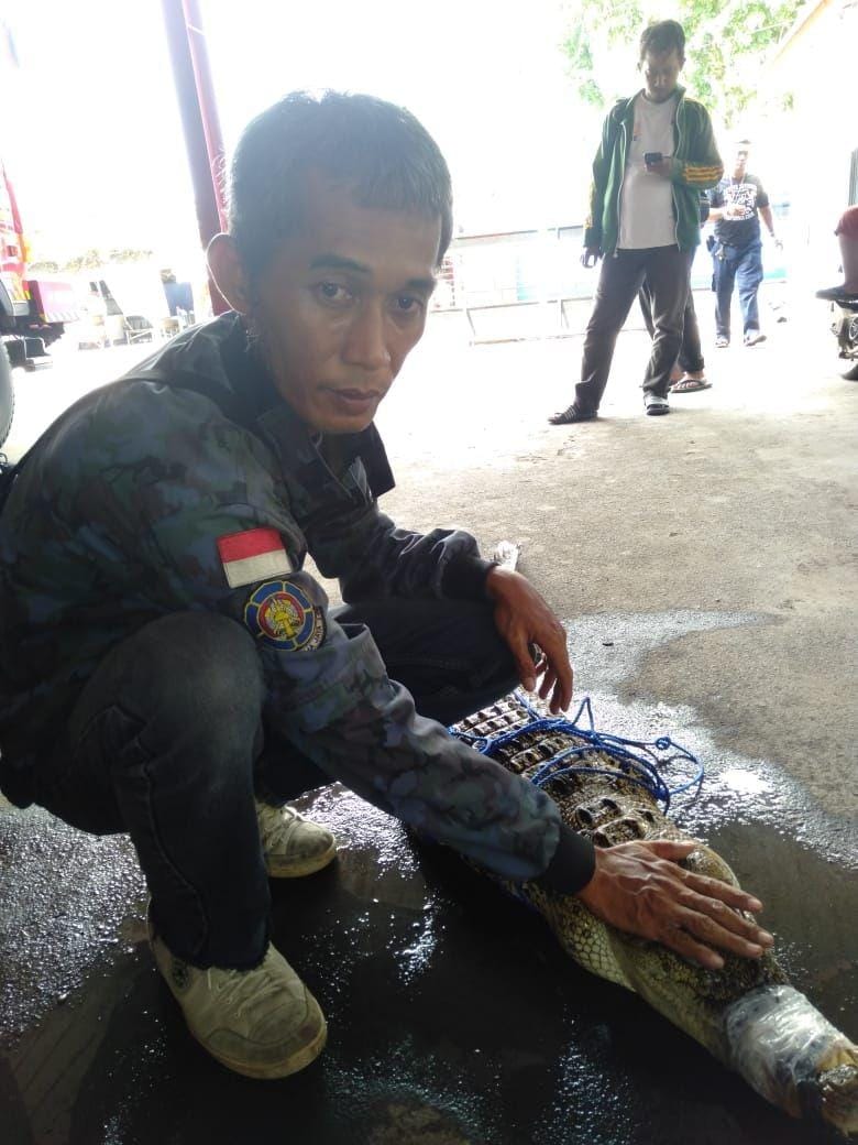 Tim Rescue Dinas Pemadam Kebakaran Kota Bekasi, Eko Uban mengevakuasi Buaya Muara yang ditangkap warga/Istmewa