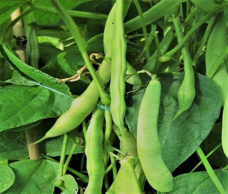 wildroseheritageseed.com