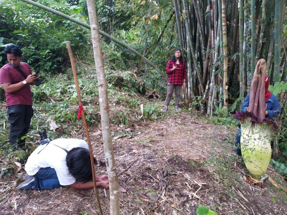 Bunga bangkai yang ditemukan tumbuh mekar di Kabupaten Deli Serdang (Istimewa)