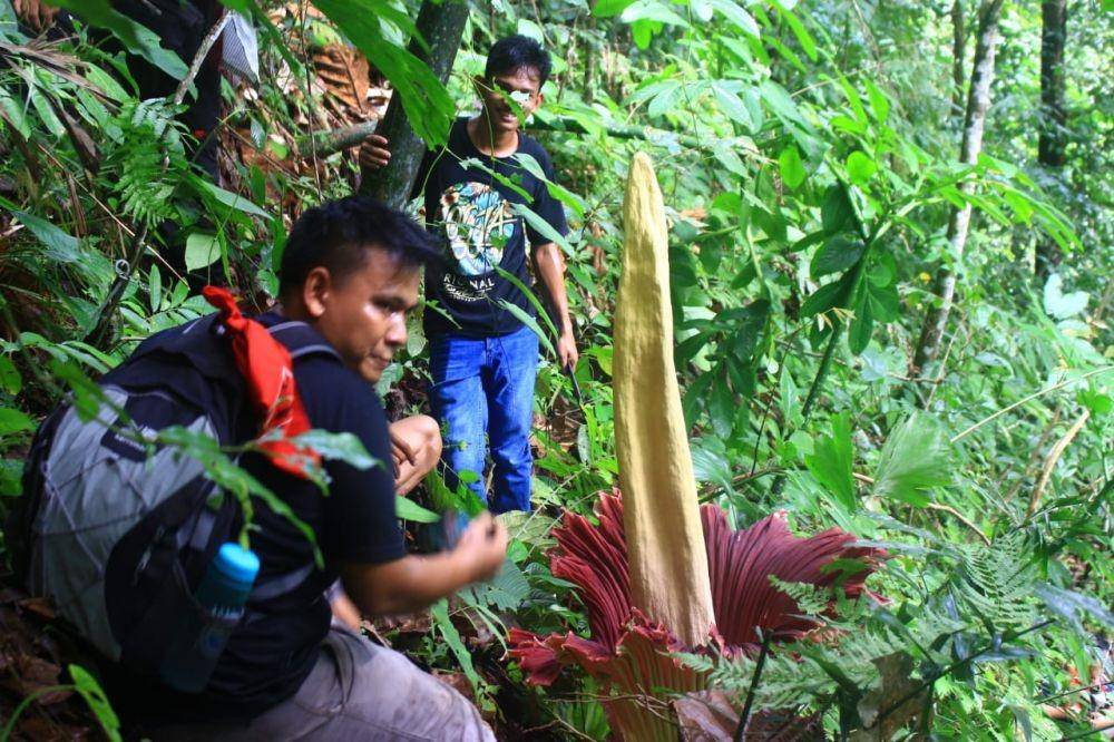 Bunga bangkai yang ditemukan tumbuh mekar di Tapteng (Dok Komantab)