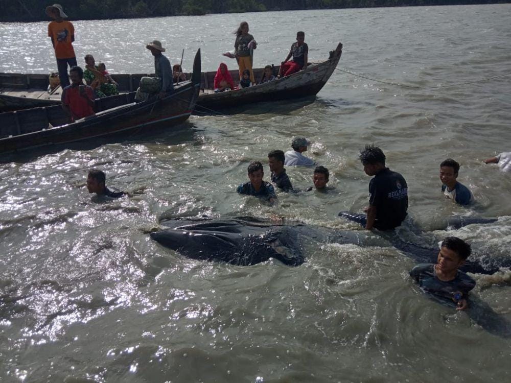 Bangkai paus di perairan Asahan menjadi tontonan warga (Istimewa)