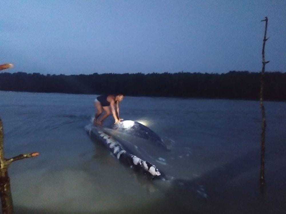 Paus yang sempat terombang-ambing di perairan Asahan ditemukan mati (Istimewa)