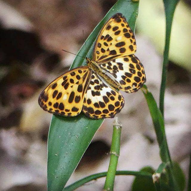 instagram.com/hammerpauline/