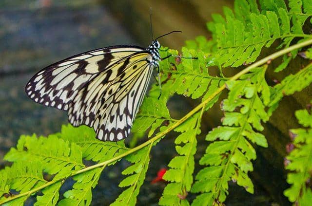 instagram.com/chrisraccoon0607/