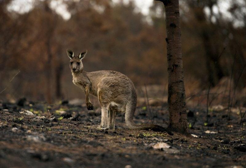 Seekor kanguru terluka dengan joey di kantongnya, tertatih-tatih melewati hutan yang terbakar di Cobargo, Australia, pada 9 Januari 2020. ANTARA FOTO/REUTERS/Tracey Nearmy
