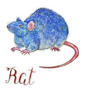 thechinesezodiac.org