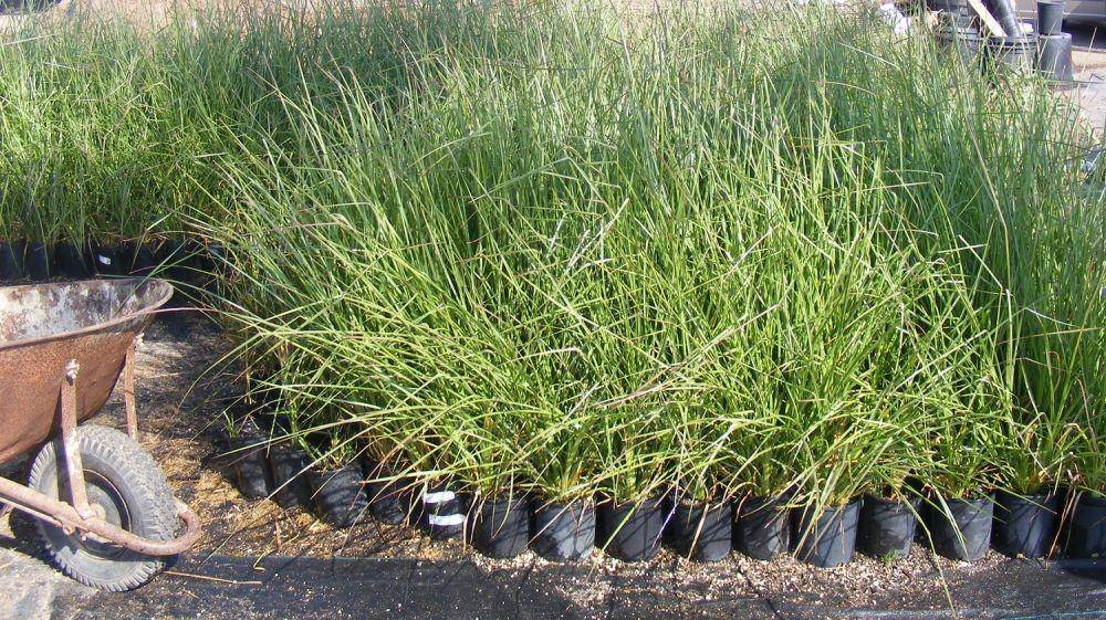 drylandsfarmingcompany.com