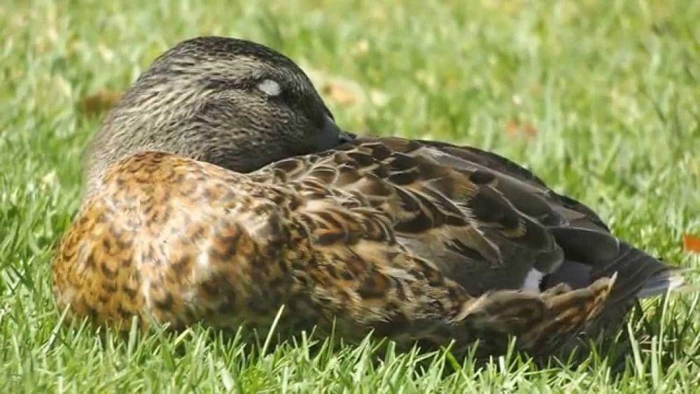 Youtube.com/YANG Edwin