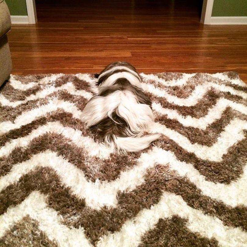 Barkpost.com