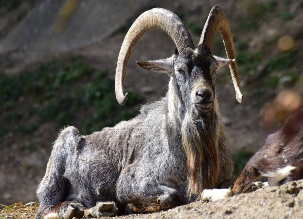 tierparkstadthaag.at