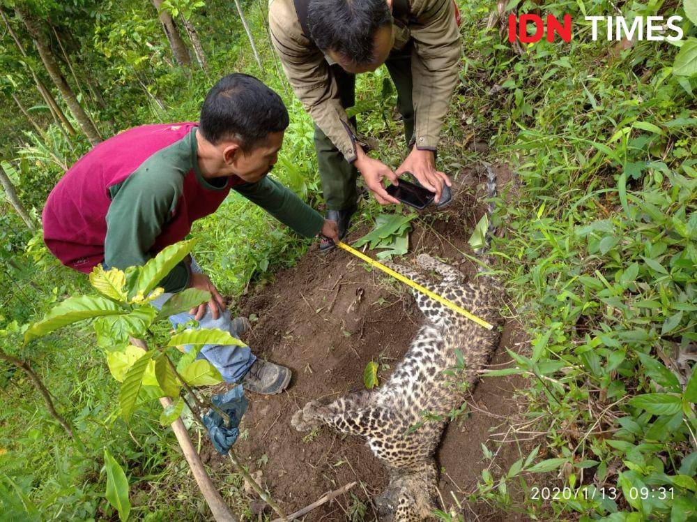 Petugas memeriksa kondisi macan tutul yang mati di Gunung Muria. Dok Humas BKSDA Jateng