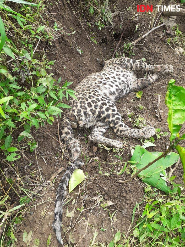 Kondisi macan tutul yang mati di Gunung Muria. Dok Humas BKSDA Jateng