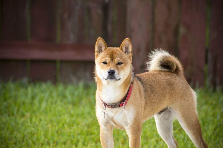 unsplash.com/@houston_shiba_inu_lovers
