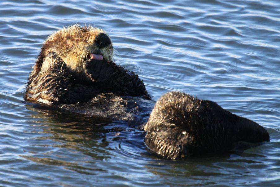 Wikimedia Commons/Pacific Southwest Region USFWS