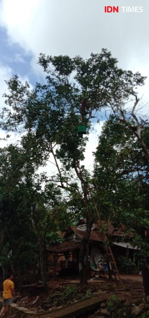 Kondisi warga Srikandang Bangsri yang terpental diatas pohon setinggi 7 meter. Dok humas SAR Jepara