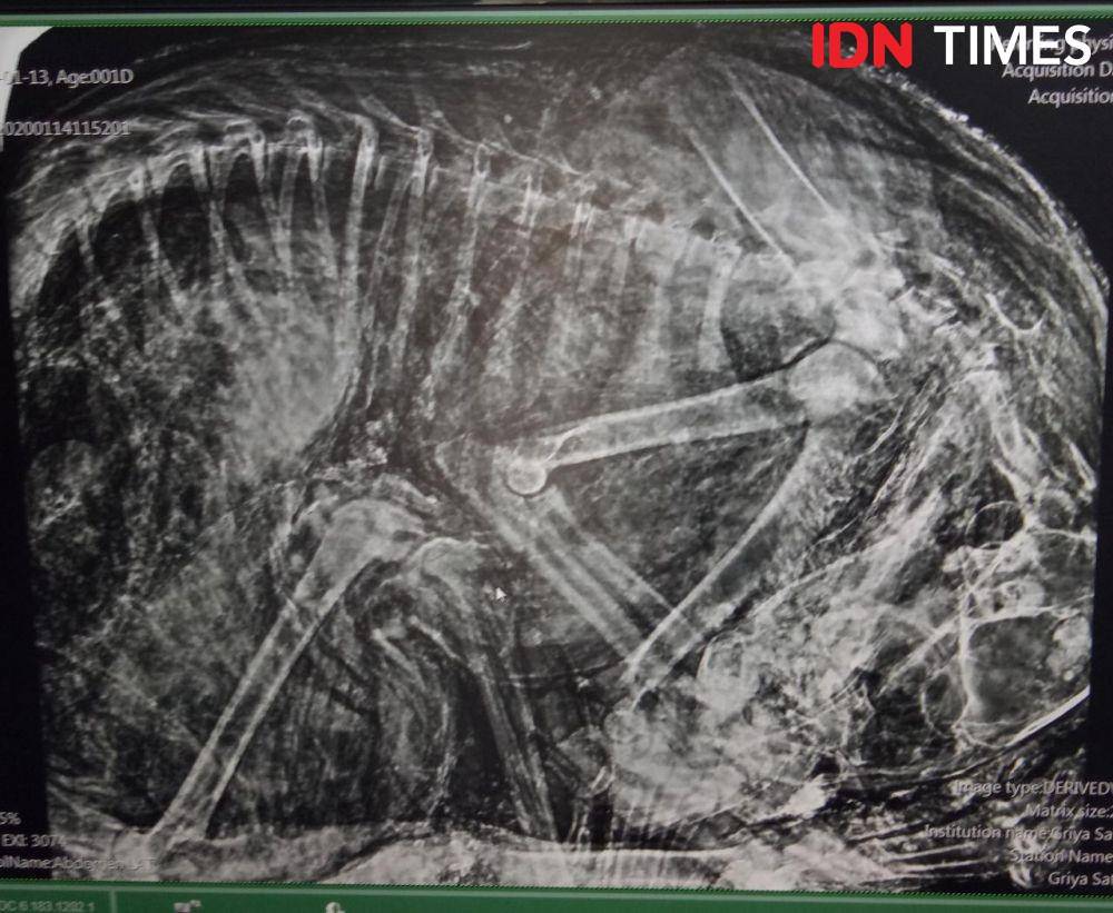 Petugas periksa lambung macan tutul pakai xray. Dok Humas BKSDA Jateng