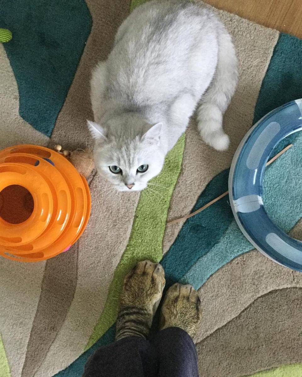 instagram.com/indy_the_cat_proudly_presents/