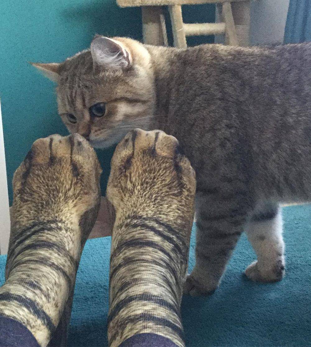 instagram.com/indy_the_cat_proudly_presents/