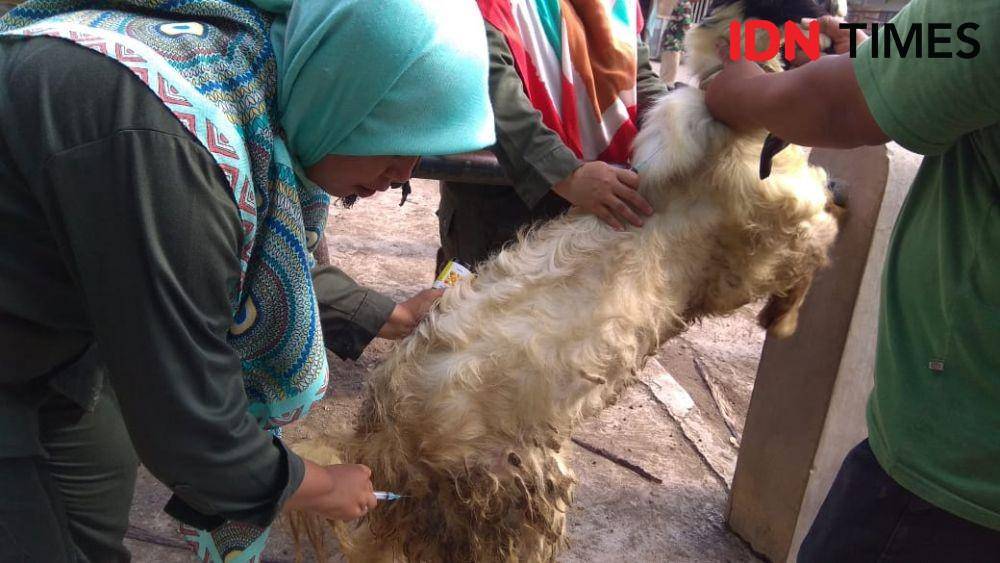 Petugas Puskeswan periksa kesehatan ternak yang akan dijual. IDN Times/Daruwaskita