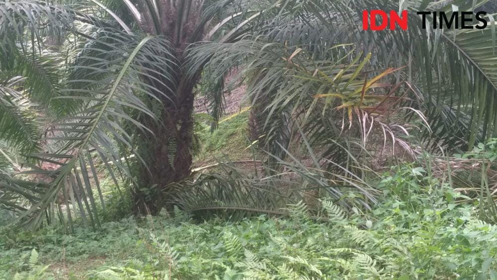 Lokasi Jamaluddin ditemukan tewas di dalam mobilnya (IDN Times/Fadli Syahputra)