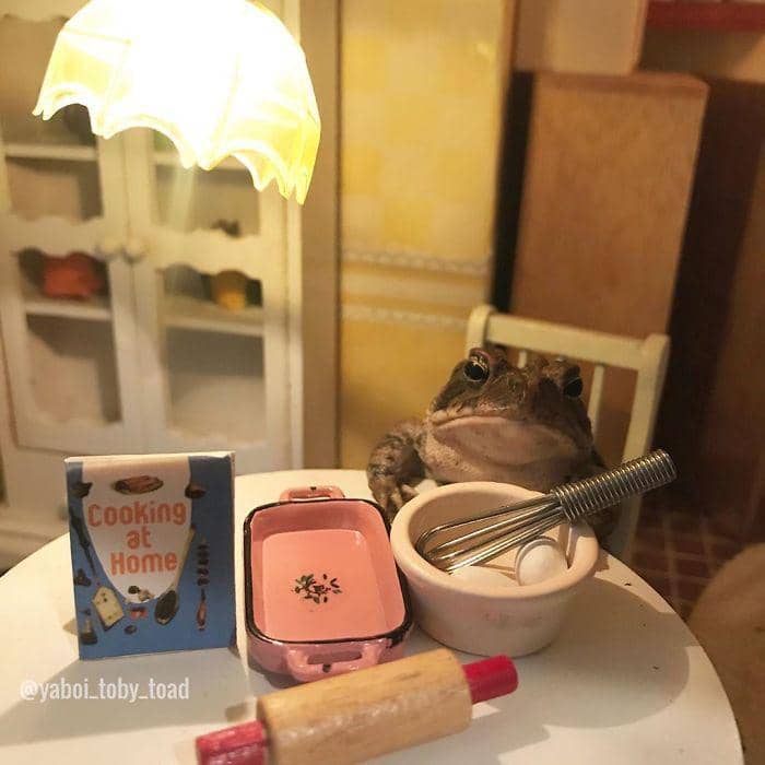 instagram.com/yaboi_toby_toad