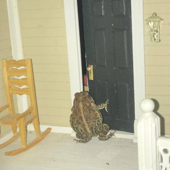 instagram.com/yaboi_toby_toad