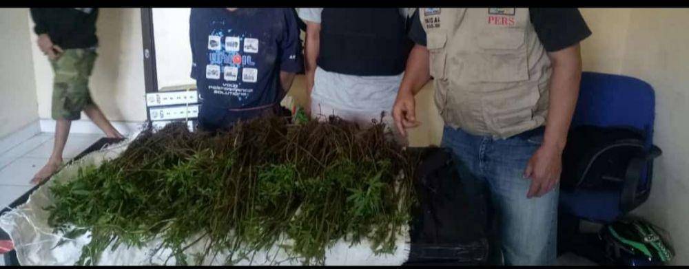 Batang ganja diamankan di Polres Pagaralam (IDN Times/Polres Pagaralam)