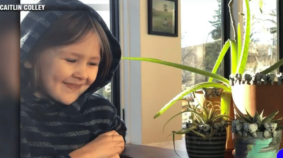 Owen Colley dan koala-koala dari lempung yang jadi hasil karyanya untuk membantu kebakaran di Australia. twitter.com/AmakaUbakaTV