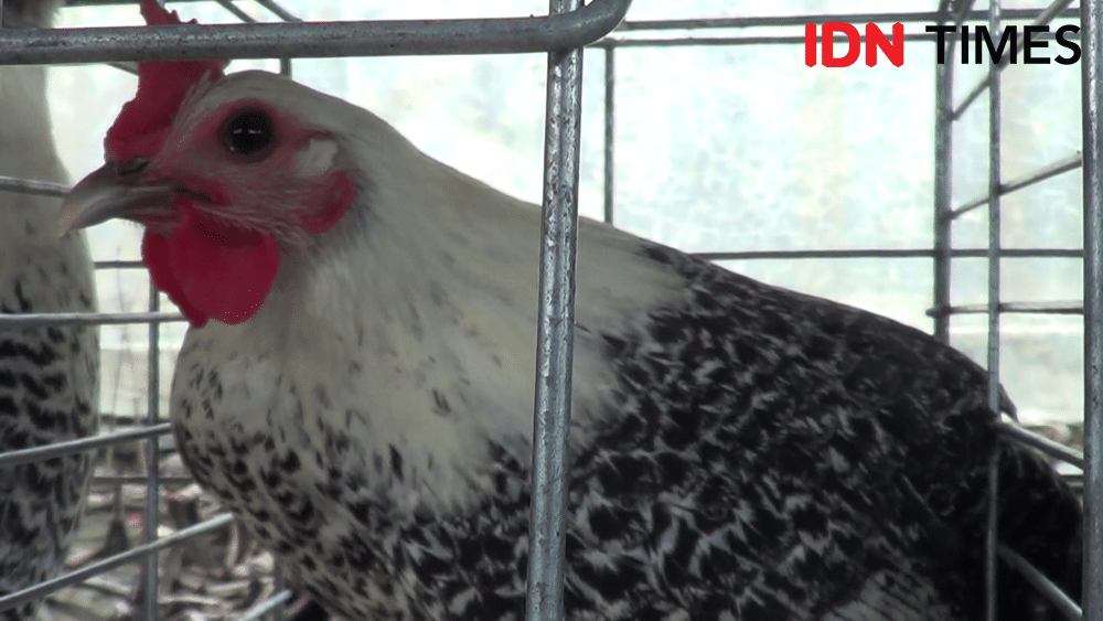 IDN Times/ Muchammad Haikal