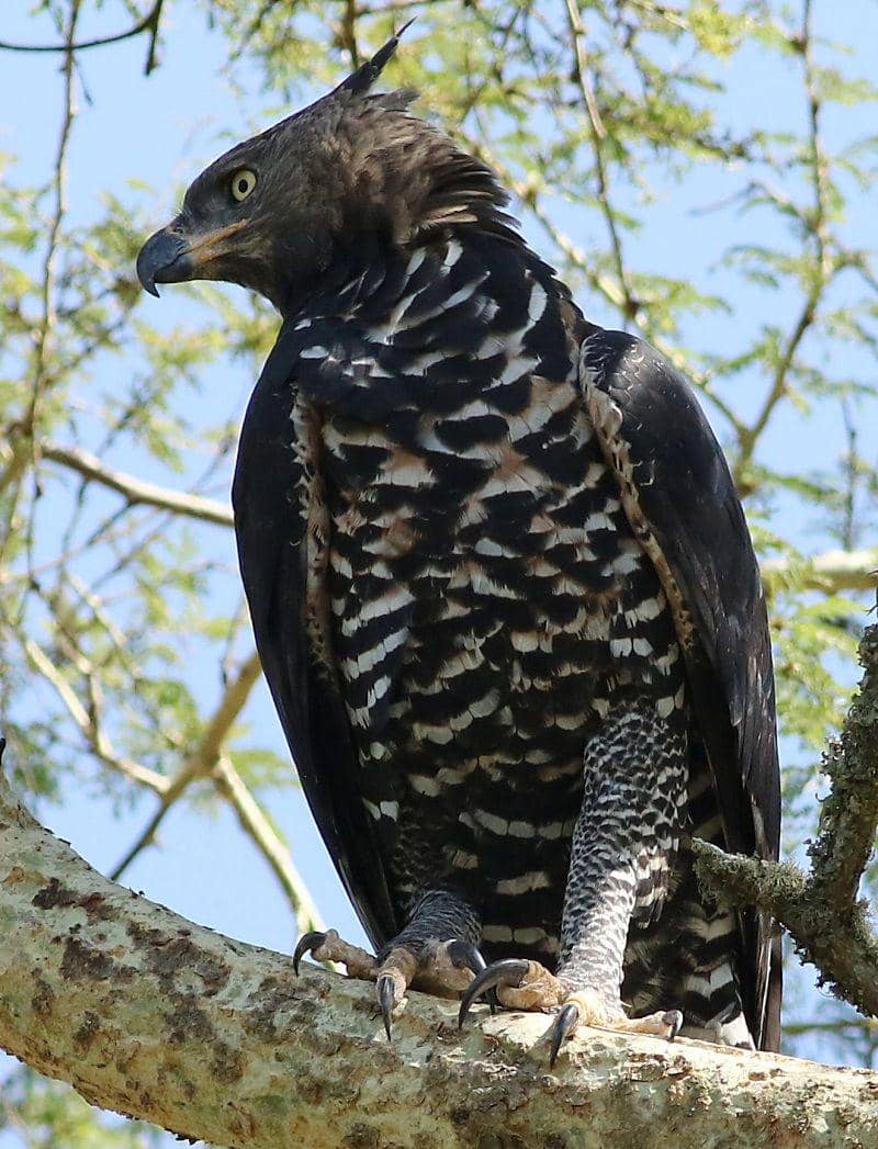 aviott.org/African Crowned Eagle