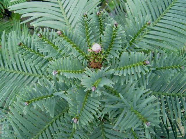 globaltrees.org