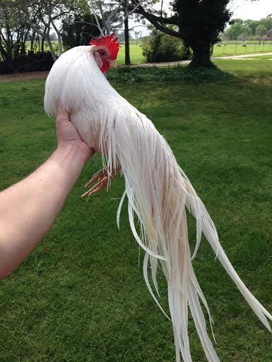 americanpoultryauctions.com