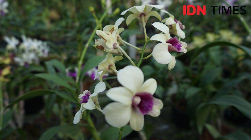 Taman Anggrek Dendrobium (IDN Times/Masdalena Napitupulu)