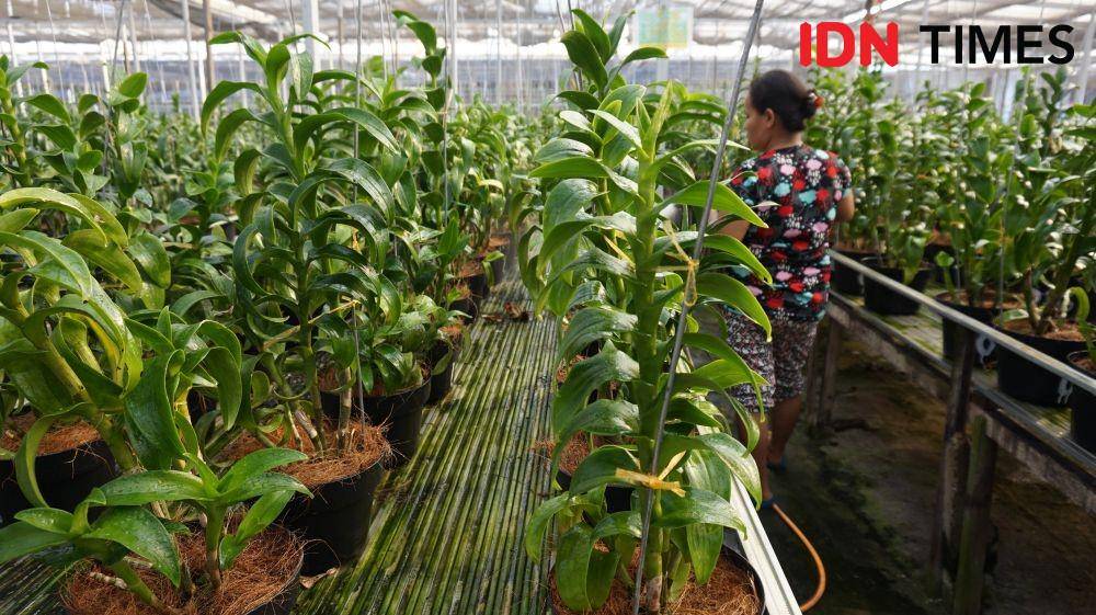Taman Anggrek Dendrobium (IDN Times/Masdalena Napitupulu)