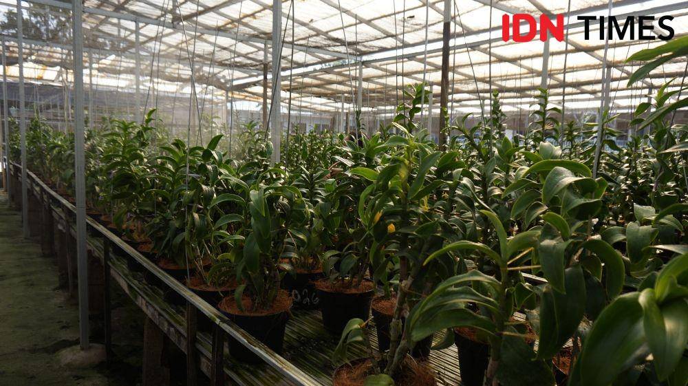 Taman Anggrek Dendrobium (IDN Times/Masdalena Napitupulu)