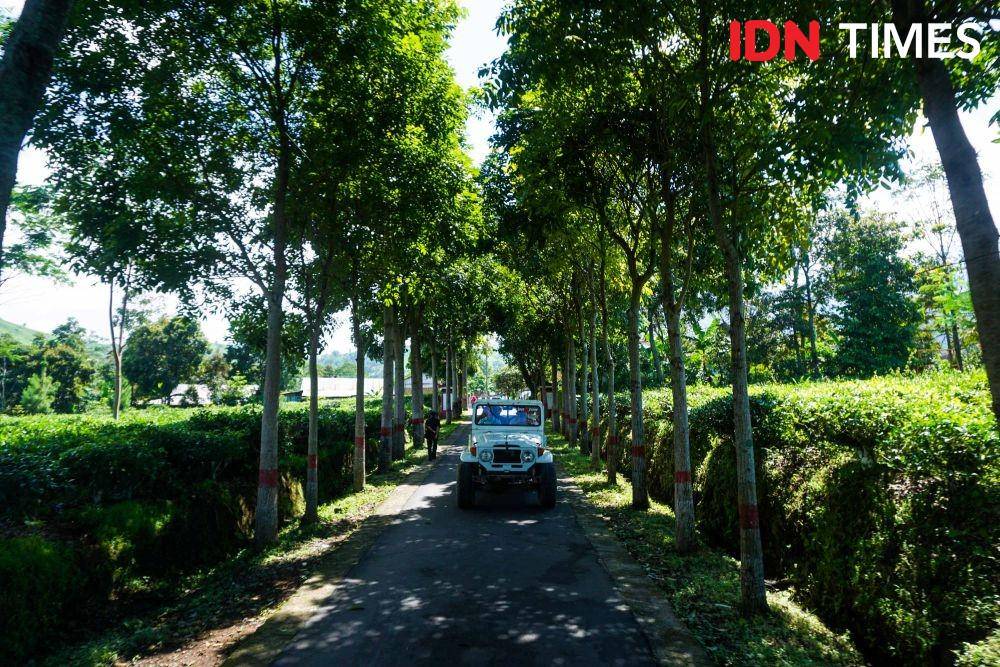Berwisata alam offroad dengan jip di perkebunan teh lereng Gunung Lawu. IDN Times/Dhana Kencana