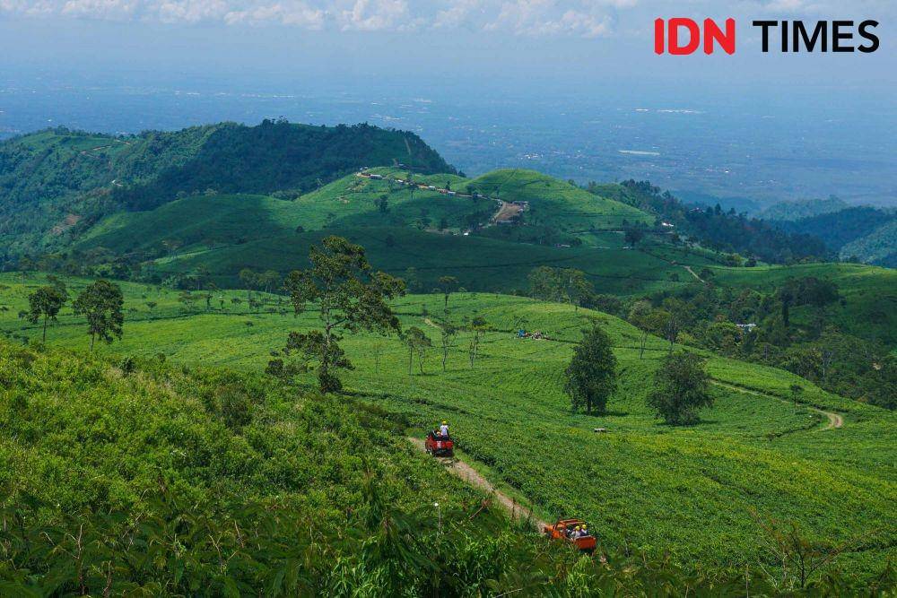 Berwisata alam offroad dengan jip di perkebunan teh lereng Gunung Lawu. IDN Times/Dhana Kencana