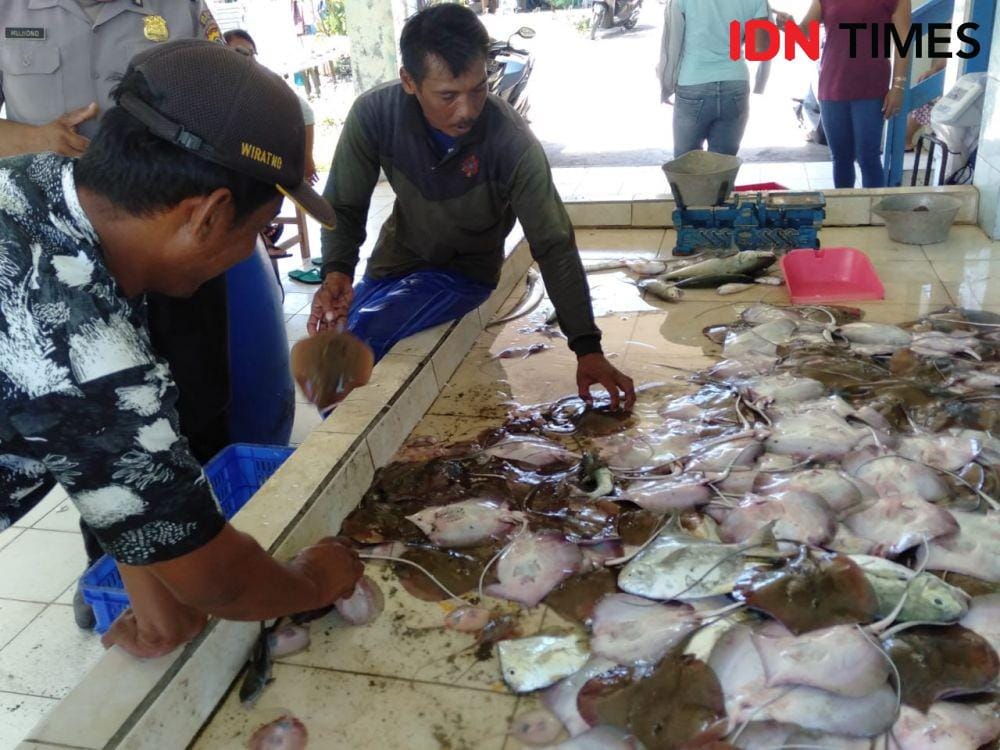 Ikan pari. IDN Times/Daruwaskita