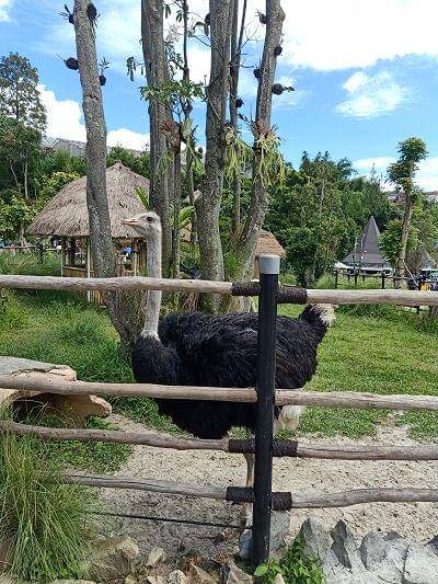 Dok.Pribadi/marthacristantri