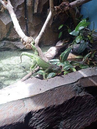 Dok.Pribadi/marthacristantri