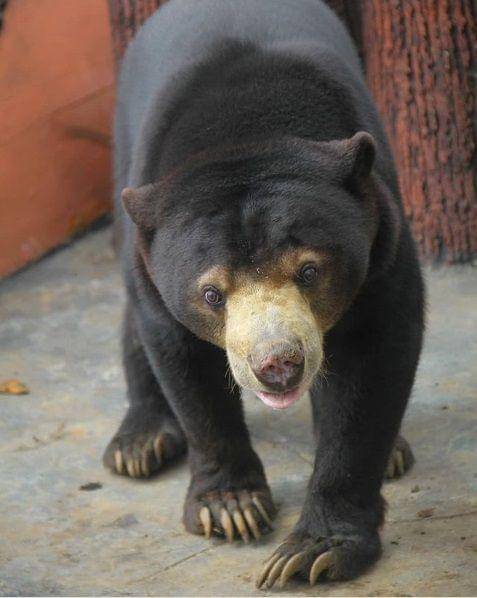 instagram.com/Lembang park and zoo